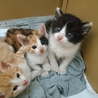 千葉県白井市 甘えん坊の兄妹です サムネイル7
