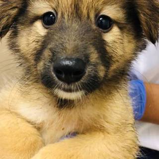 【助けて下さい❗️】まだ幼い子犬です！