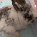 生後一ヶ月子ウサギ里親募集