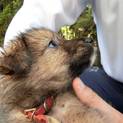 【助けて下さい❗️】まだ幼い子犬です！