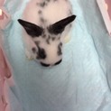 生後一ヶ月子ウサギ里親募集中