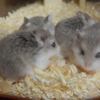 ロボロフスキー(ブルーパイド・アルビノの仔)