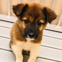 【助けて下さい❗️】まだ幼い子犬です！