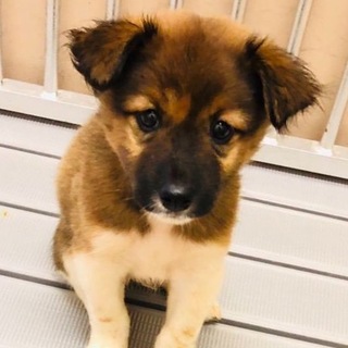 【助けて下さい❗️】まだ幼い子犬です！