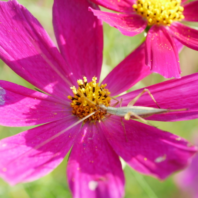 すかっちゃんまんのカバー写真