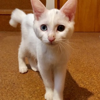 オッドアイの白猫の男の子。