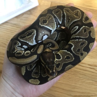 ボールパイソン ノーマル