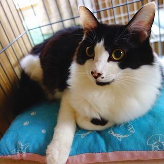 ★ノルウェージャン風ゴージャス長毛猫★