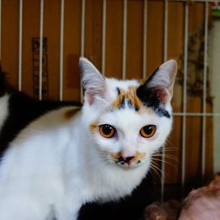 ★超・甘えんぼ白ゴマちゃん★