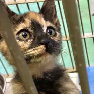 愛嬌たっぷり可愛い５子猫たち