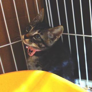 ★8月生まれの可愛い兄弟猫・キジオ★