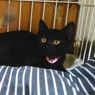 ★8月生まれの可愛い兄弟猫・ななお★