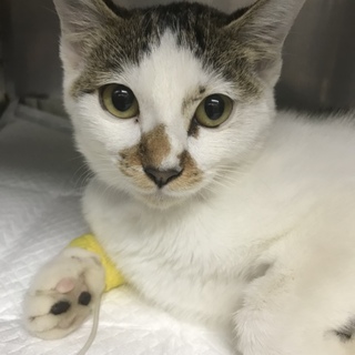 室内飼できる方、お願いいたします。