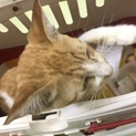 職場に迷い込んで来た子猫です。