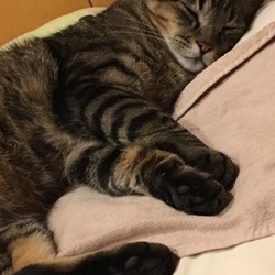 「HAL、1年経ちました。皆さんに感謝。」サムネイル2