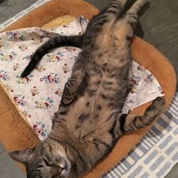 「HAL、1年経ちました。皆さんに感謝。」サムネイル3