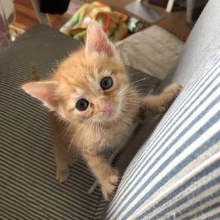 【オルガン】おかげさまで里親さまが決まりました！