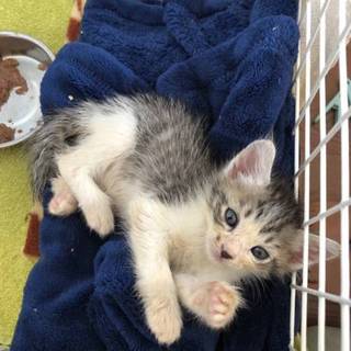 【ピアノ】おかげさまで里親さまが決まりました！