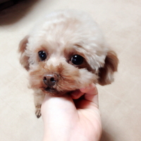 プティ