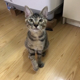 キジトラ 生後５ヶ月程 里親募集