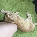 甘えん坊のおっきい猫ちゃん！