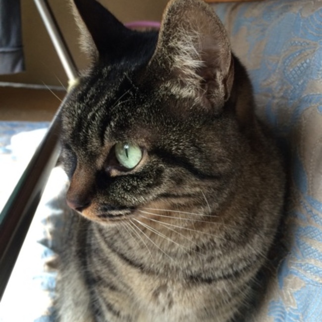 島根むーのカバー写真