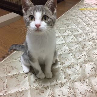 ちびサバねこ