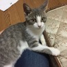 ちびサバねこ サムネイル2