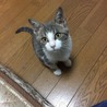 ちびサバねこ サムネイル3