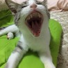 ちびサバねこ サムネイル4