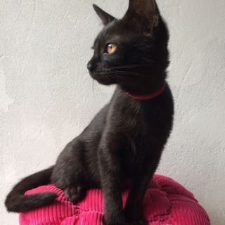 多頭飼育崩壊現場から救出！黒猫メス3匹