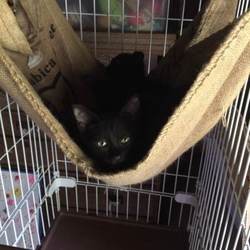 島根県猫多頭飼育崩壊現場から子猫3匹預かり