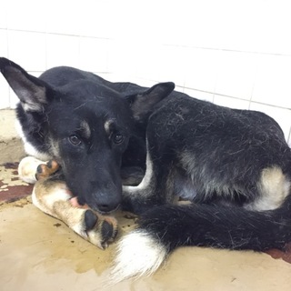 里親決定しました。