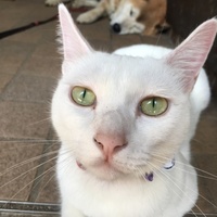 中井茶々