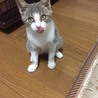 ちびサバねこ サムネイル5