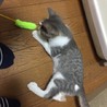 ちびサバねこ サムネイル6