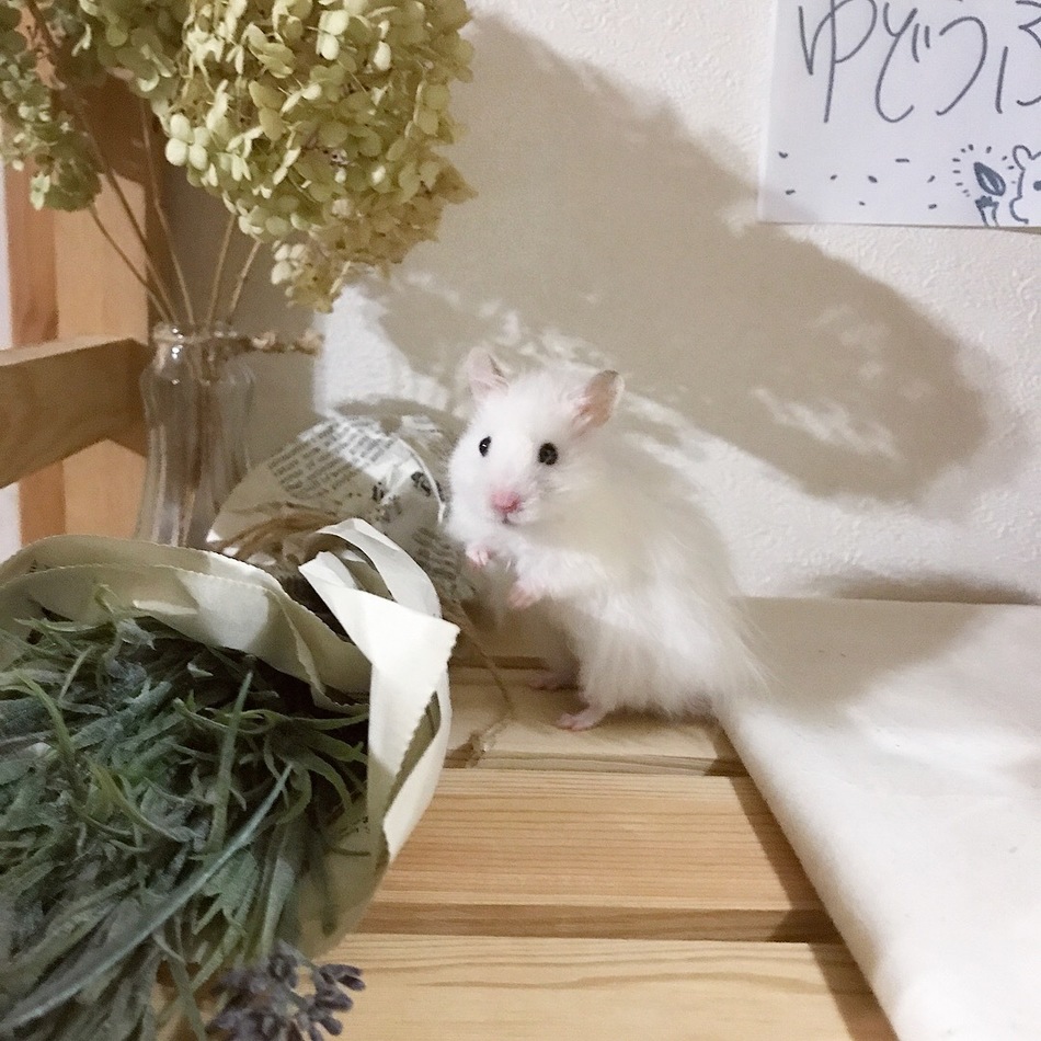 ゆどうふのカバー写真