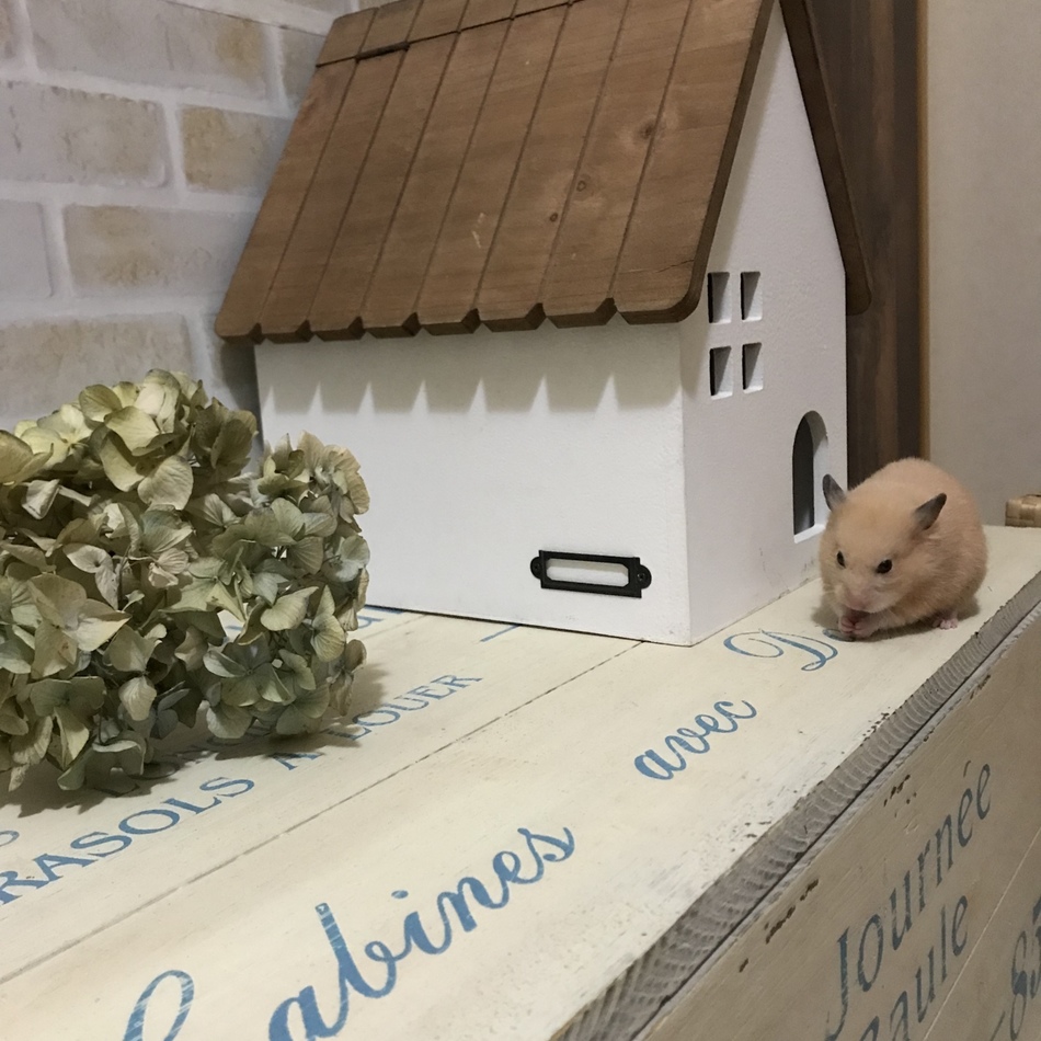 しなもんのカバー写真