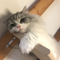 れおん