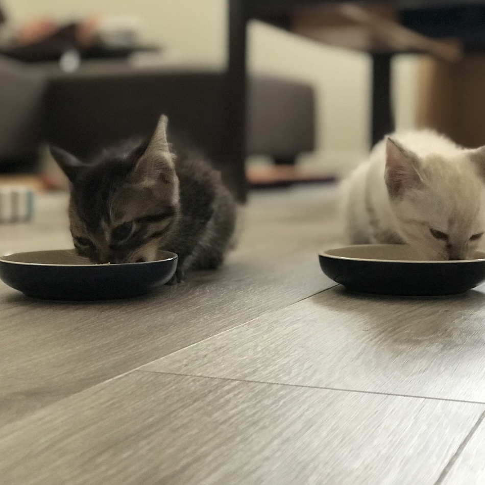 テンのカバー写真