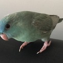 サザナミインコの里親募集