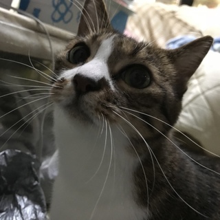 スリベタの美猫ちゃんです