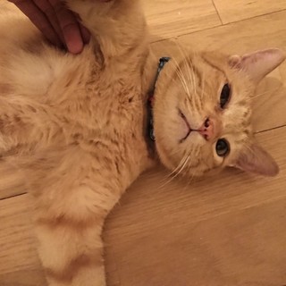 人懐こさは世界一？スリヲ♂