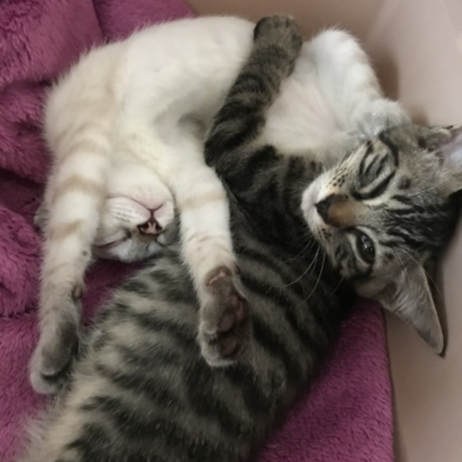 KUKIのカバー写真