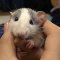 【かわいいラットの子供】里親募集中です！