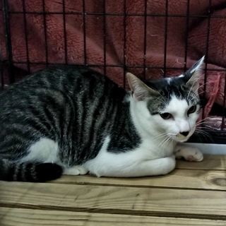 処分間近 綺麗なキジシロくん 動画あり