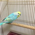 セキセイインコ３匹生後１０ヶ月程度。