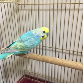セキセイインコ３匹生後１０ヶ月程度。