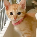 ママ猫さんを保護し、我が家で生まれた おうむくん