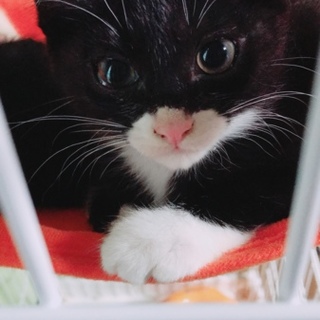 里親さんみつかりました！ありがとうございました